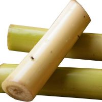 BANANA STEM INDIA