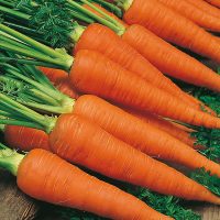 CARROT INDIA