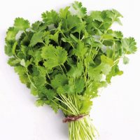 CORIANDER LOCAL