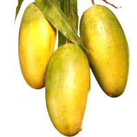 DASERI MANGO BOX