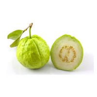 GUAVA