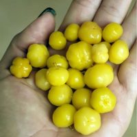 KATUMDA INDIA
