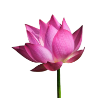 LOTUS 1 PC