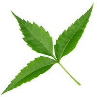 NEEM / MANGO LEAVES