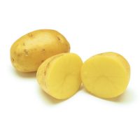 SURAN/ RATALU/ S. POTATO INDIA