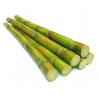SUGAR CANE INDIA