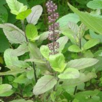 TULSI/DURWA  BUNCH